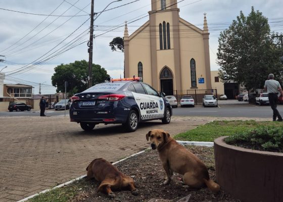 Os caramelos, sobreviventes de uma enchente no Rio Branco.