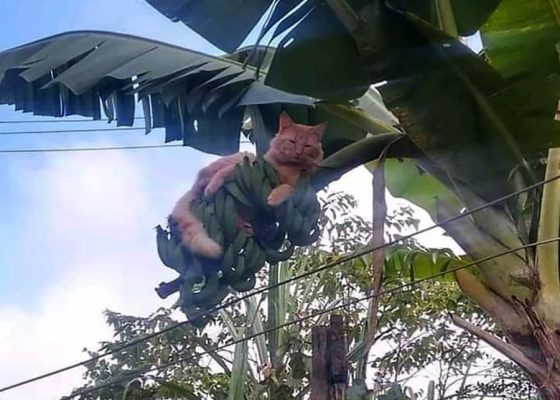 Preços de aluguéis e aumento dos alimentos, a opção do gato é a melhor.