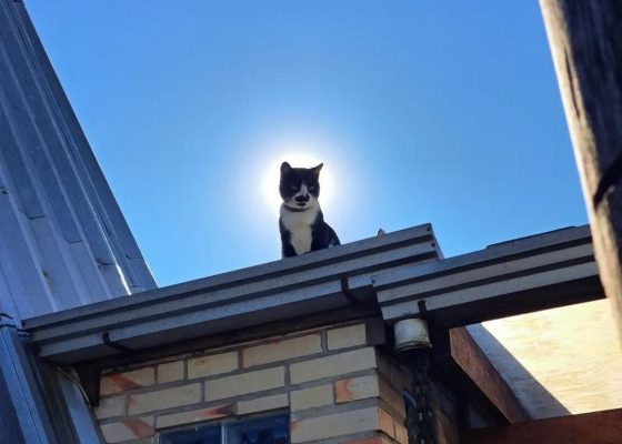 O gato subiu no telhado! Foto: Artur Fernandes Guimarães